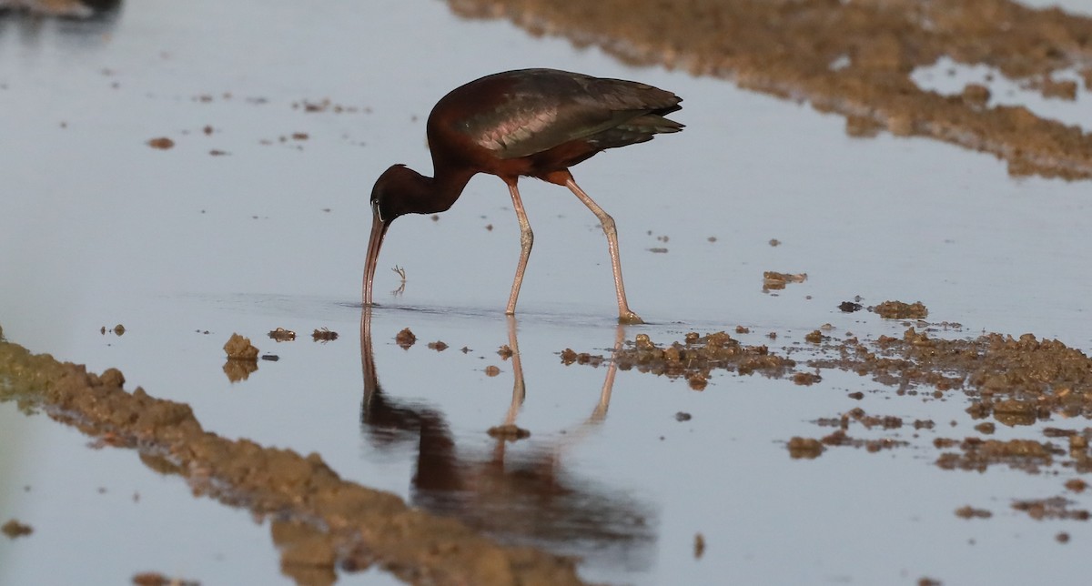 Glossy Ibis - ML639416351