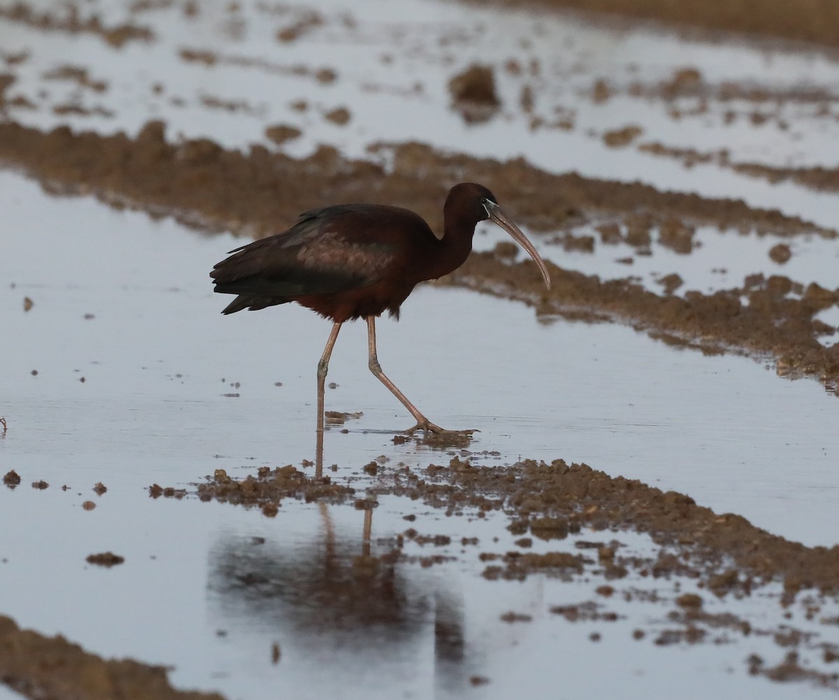 Glossy Ibis - ML639416368