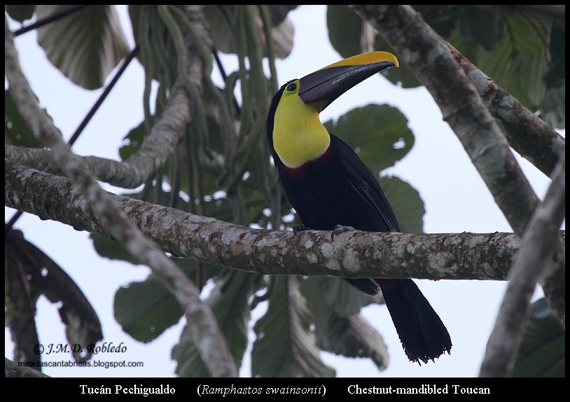 Yellow-throated Toucan (Chestnut-mandibled) - ML639416369