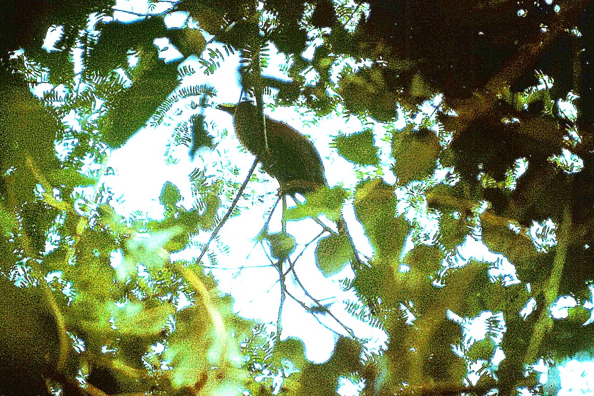 Yellow-billed Malkoha - ML639416382
