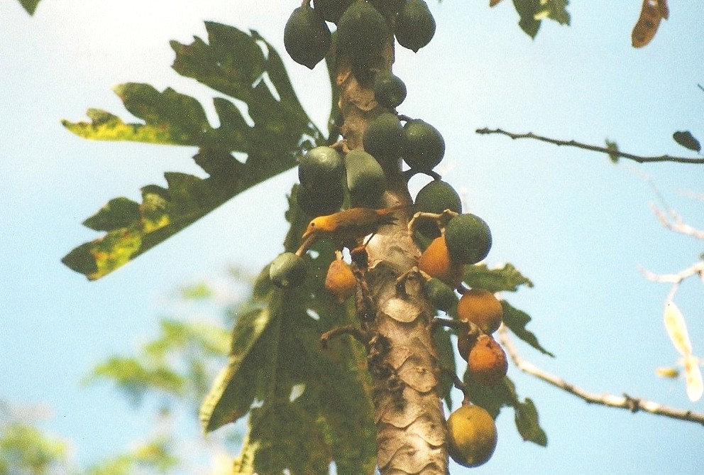 Golden White-eye - ML639416451