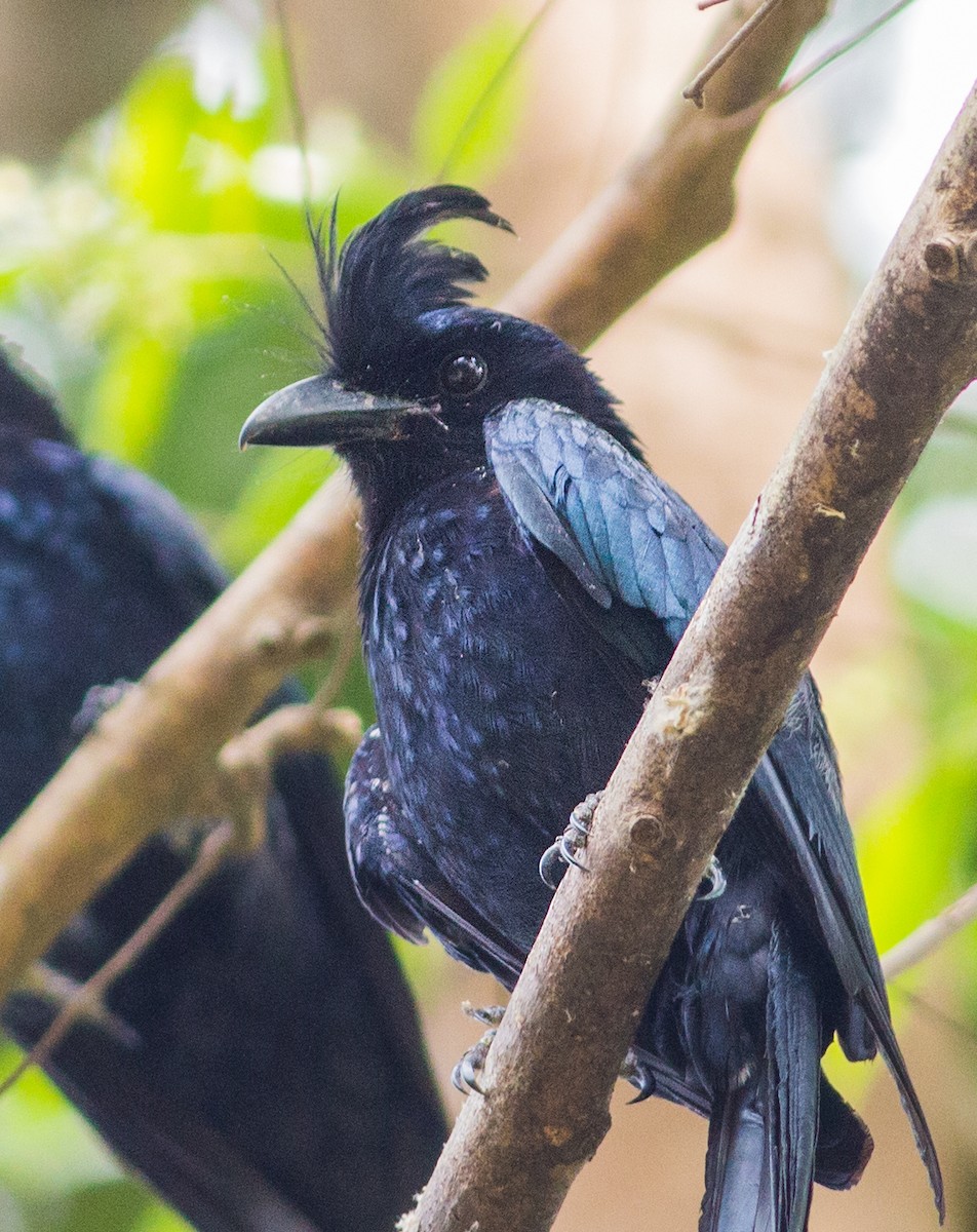 dragedrongo - ML639416524