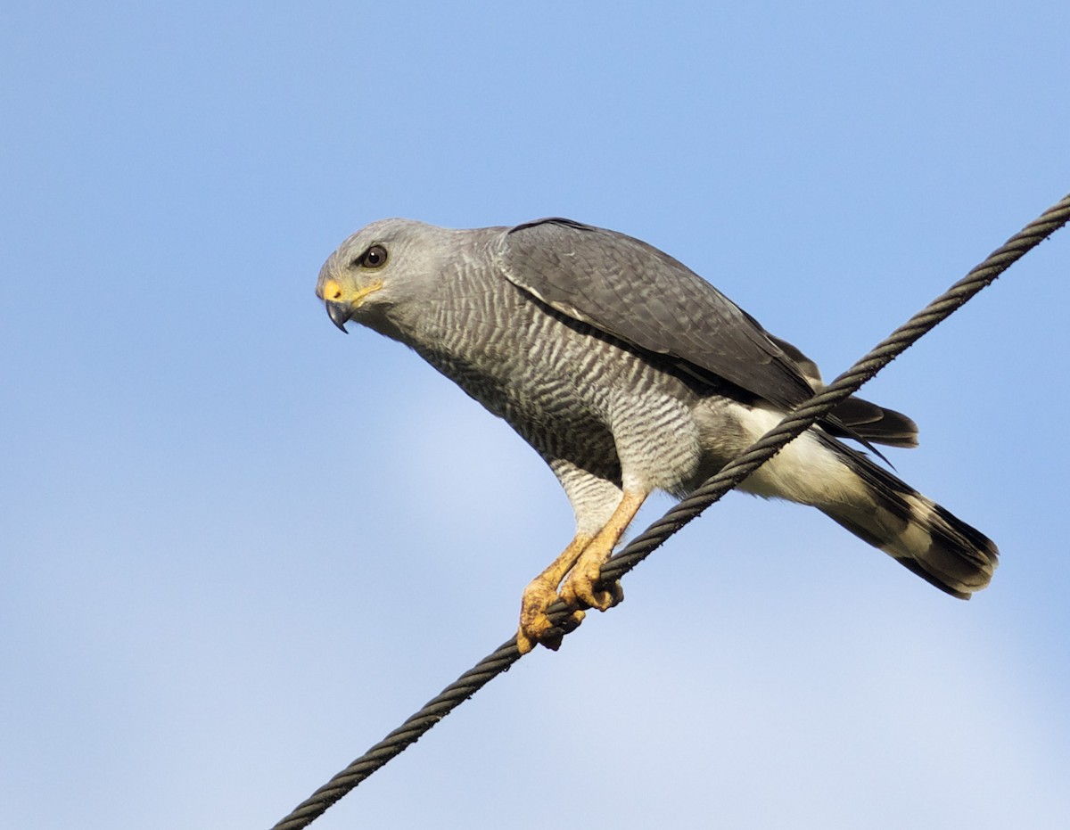 Gray Hawk - ML639416588