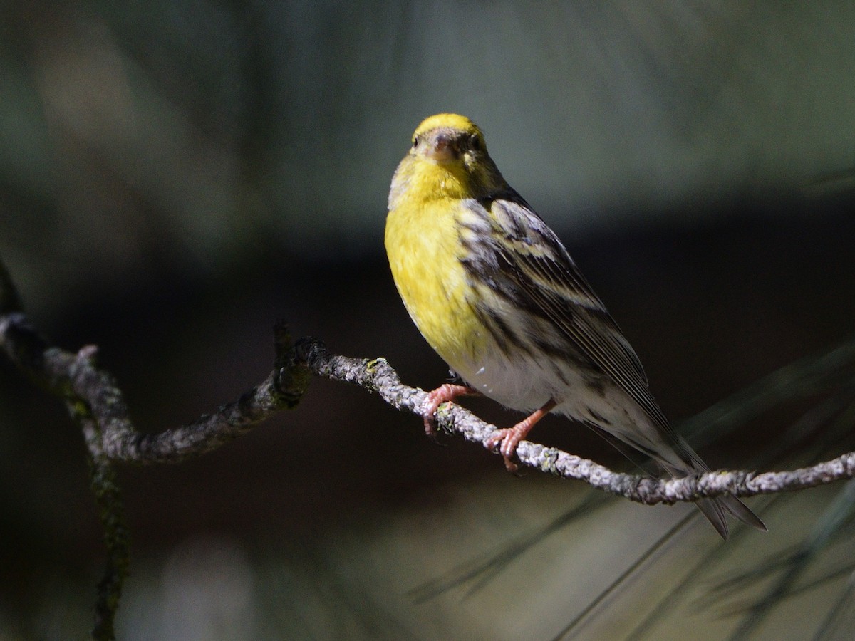 European Serin - ML639416643