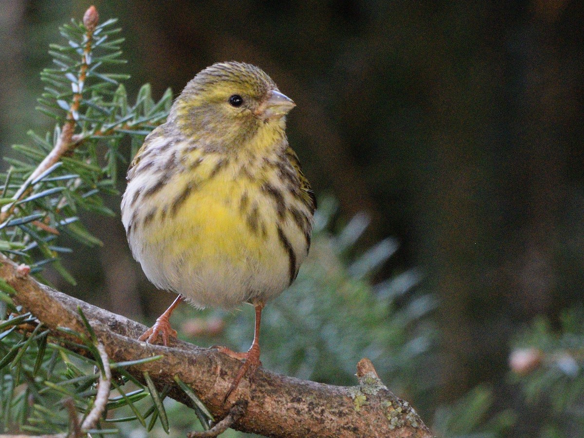 European Serin - ML639416644