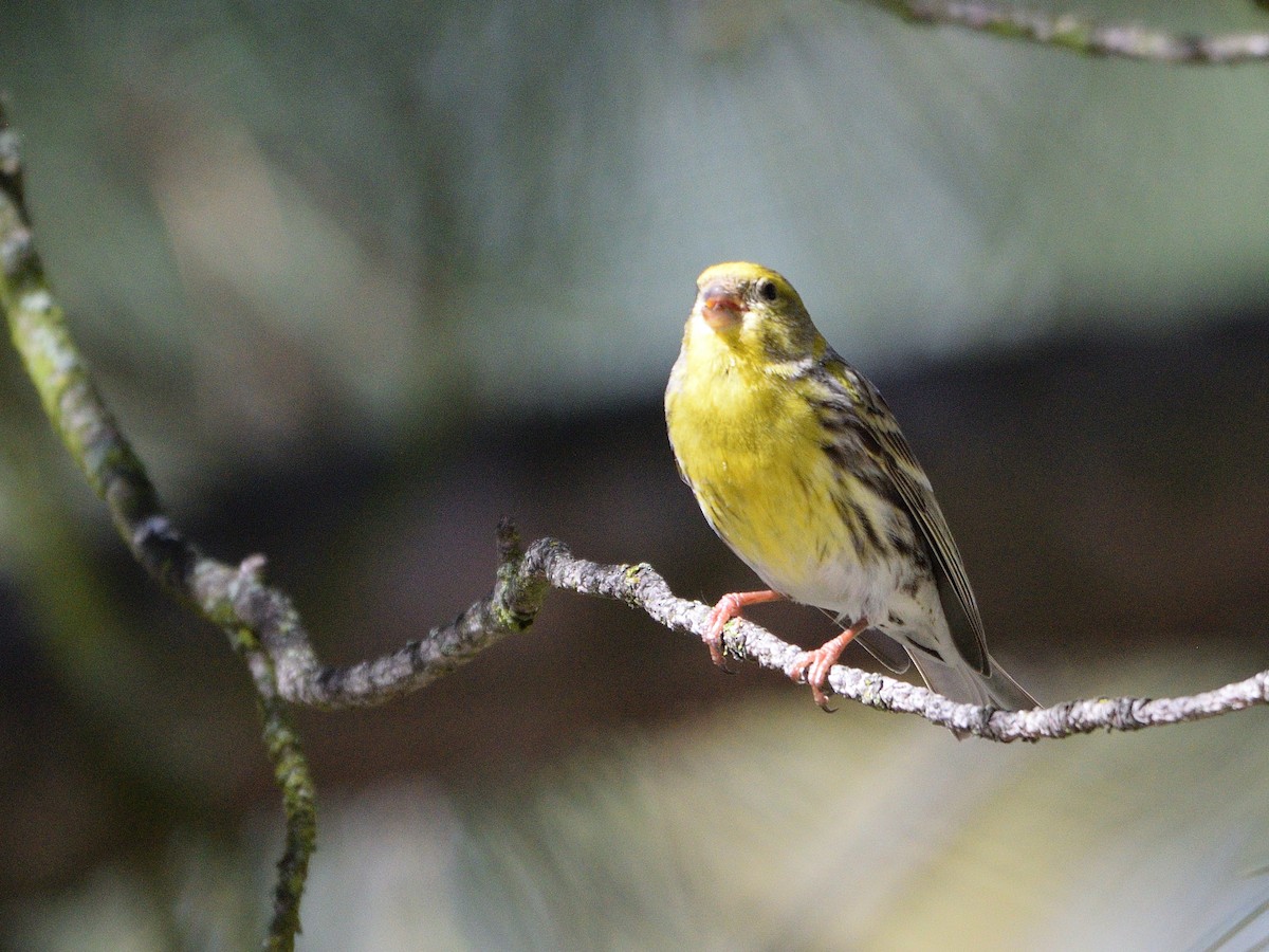 European Serin - ML639416645