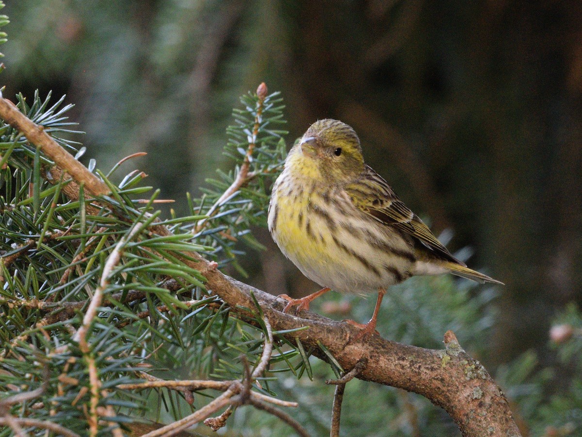 European Serin - ML639416646
