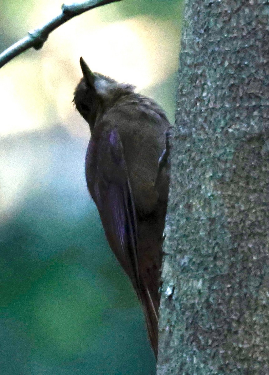White-chinned Woodcreeper - ML639416776
