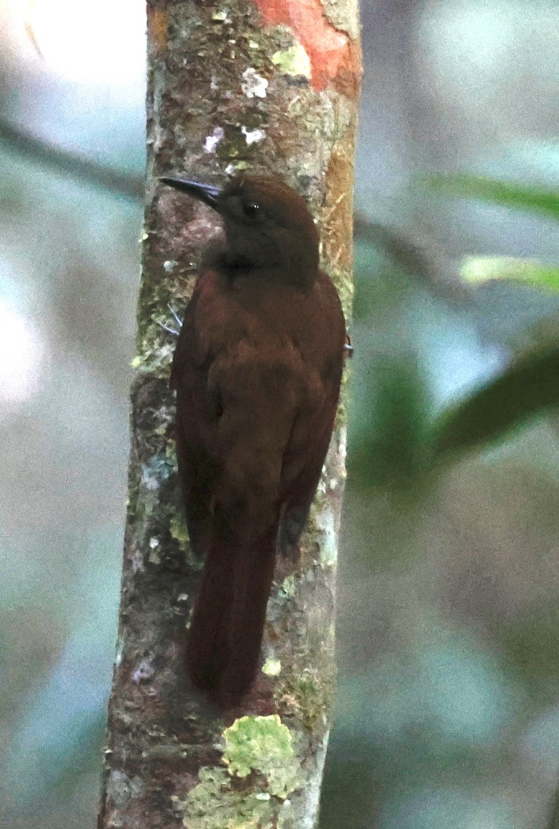 White-chinned Woodcreeper - ML639416777