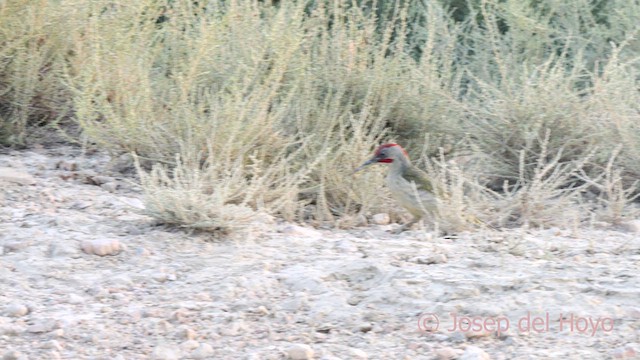 Pic de Sharpe - ML639416778