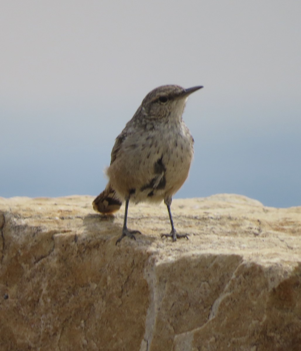 Rock Wren - ML639416781