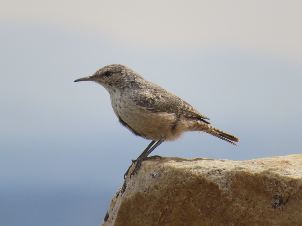 Rock Wren - ML639416782