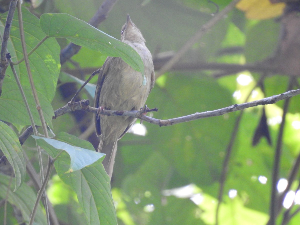 Red-eyed Bulbul - ML639416784