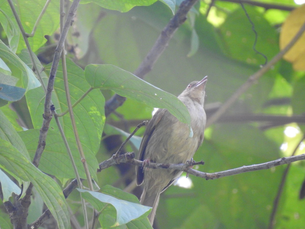 Red-eyed Bulbul - ML639416785