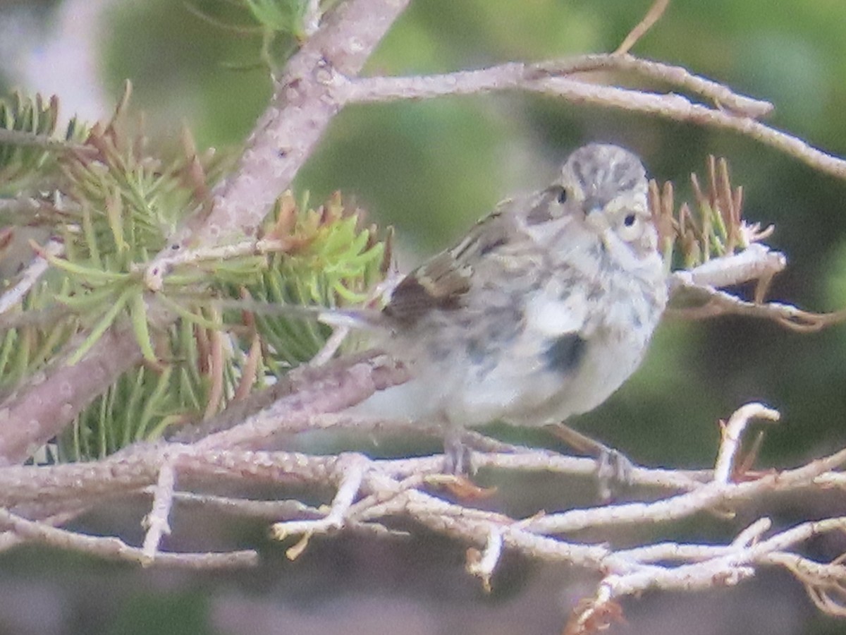 Brewer's Sparrow - ML639416827