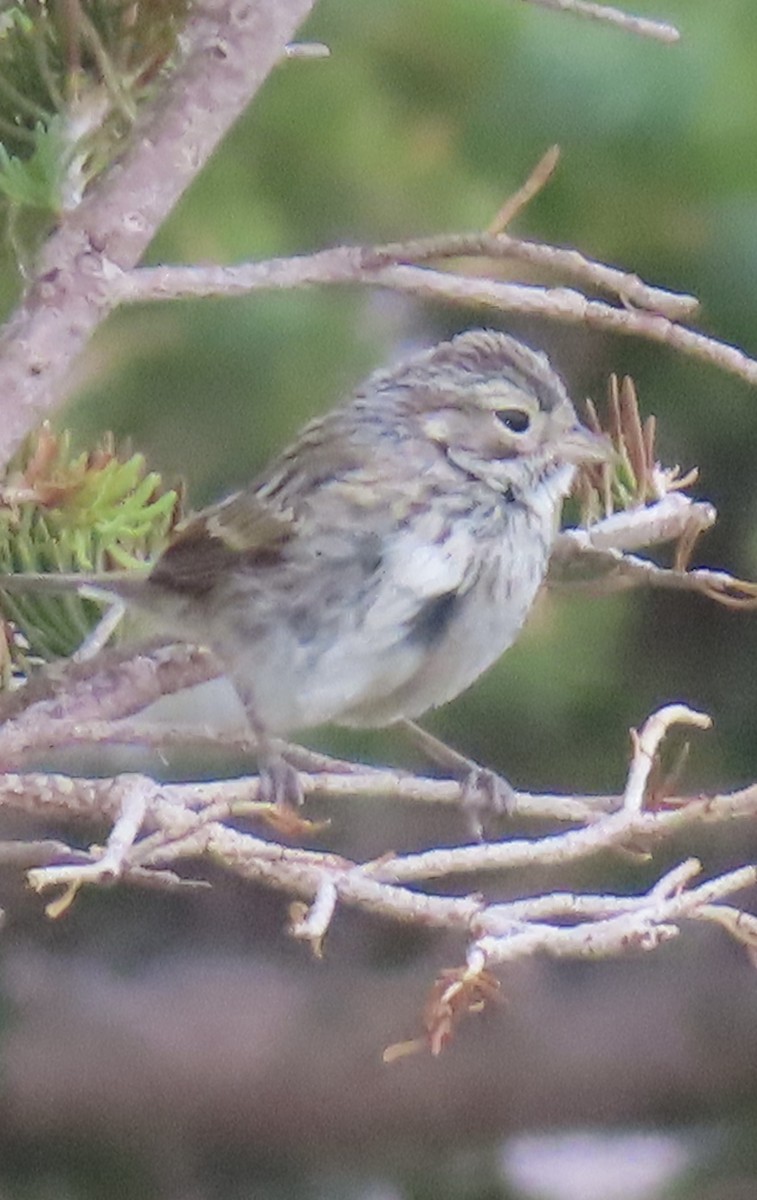 Brewer's Sparrow - ML639416828