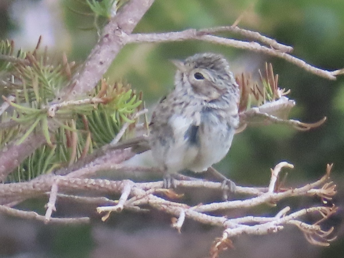 Brewer's Sparrow - ML639416829