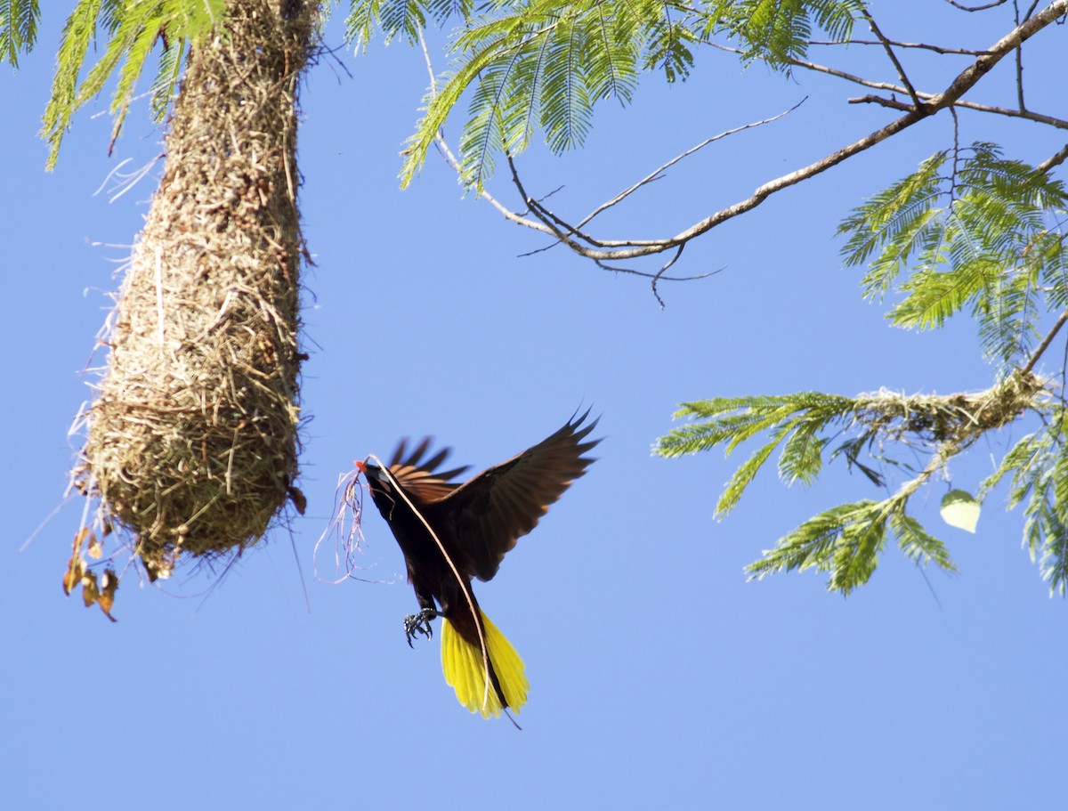 Montezuma Oropendola - ML639416838