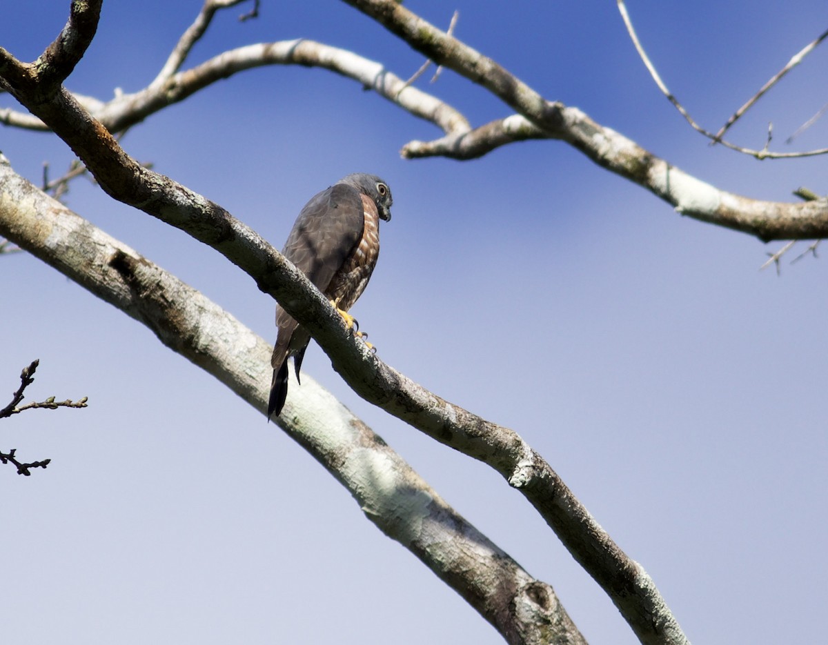 Double-toothed Kite - ML639416848