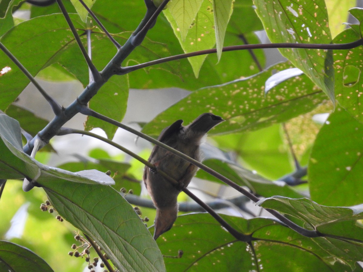 Cream-eyed Bulbul - ML639416850