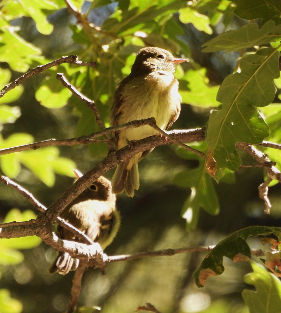 Western Flycatcher - ML639416917