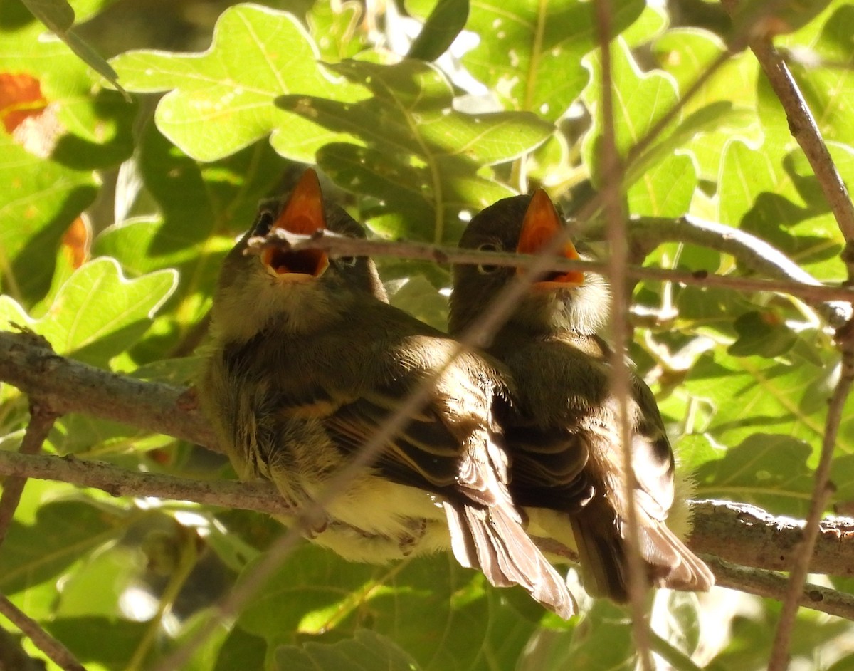 Western Flycatcher - ML639416919