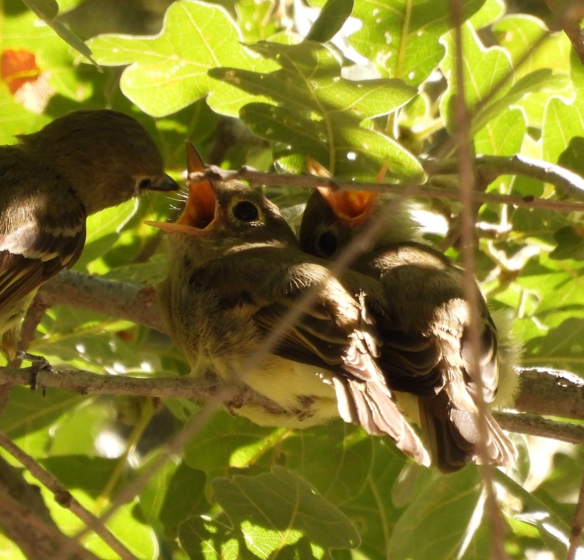 Western Flycatcher - ML639416920