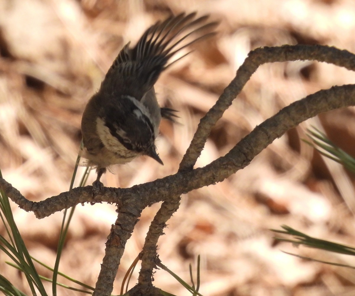 Mountain Chickadee - ML639416923