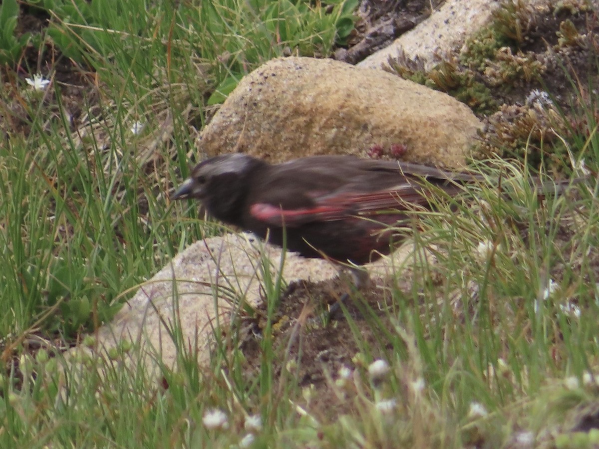 Black Rosy-Finch - ML639416924