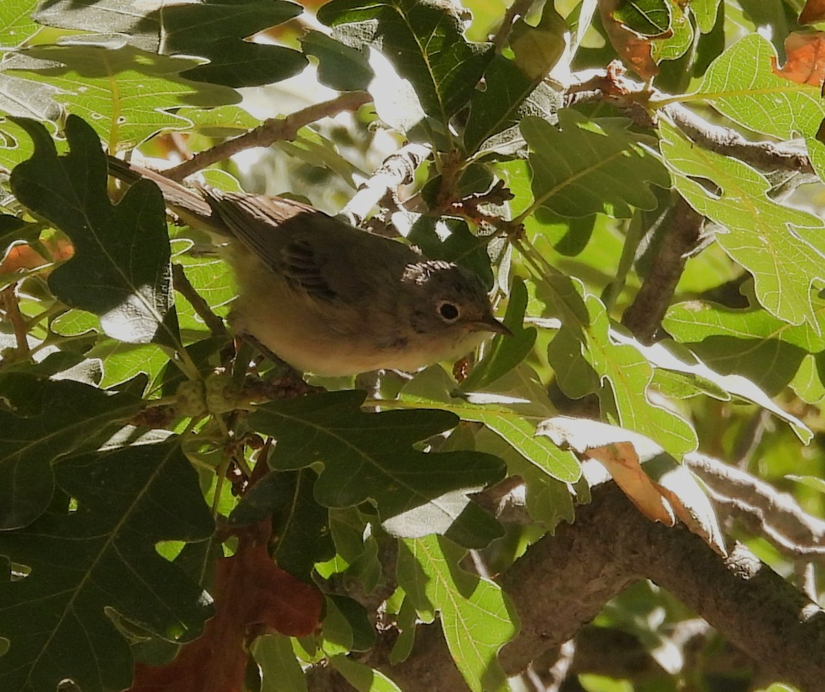 Virginia's Warbler - ML639416937