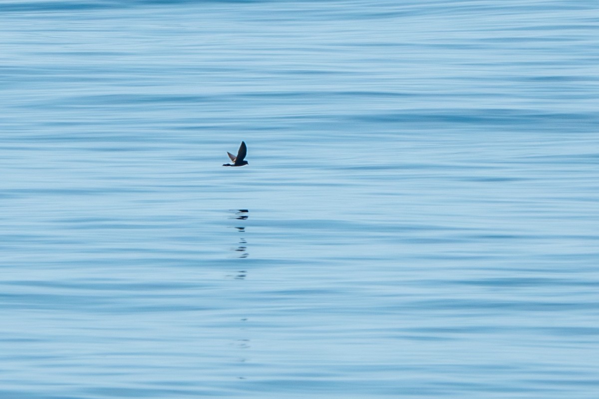 Wilson's Storm-Petrel - ML639416942