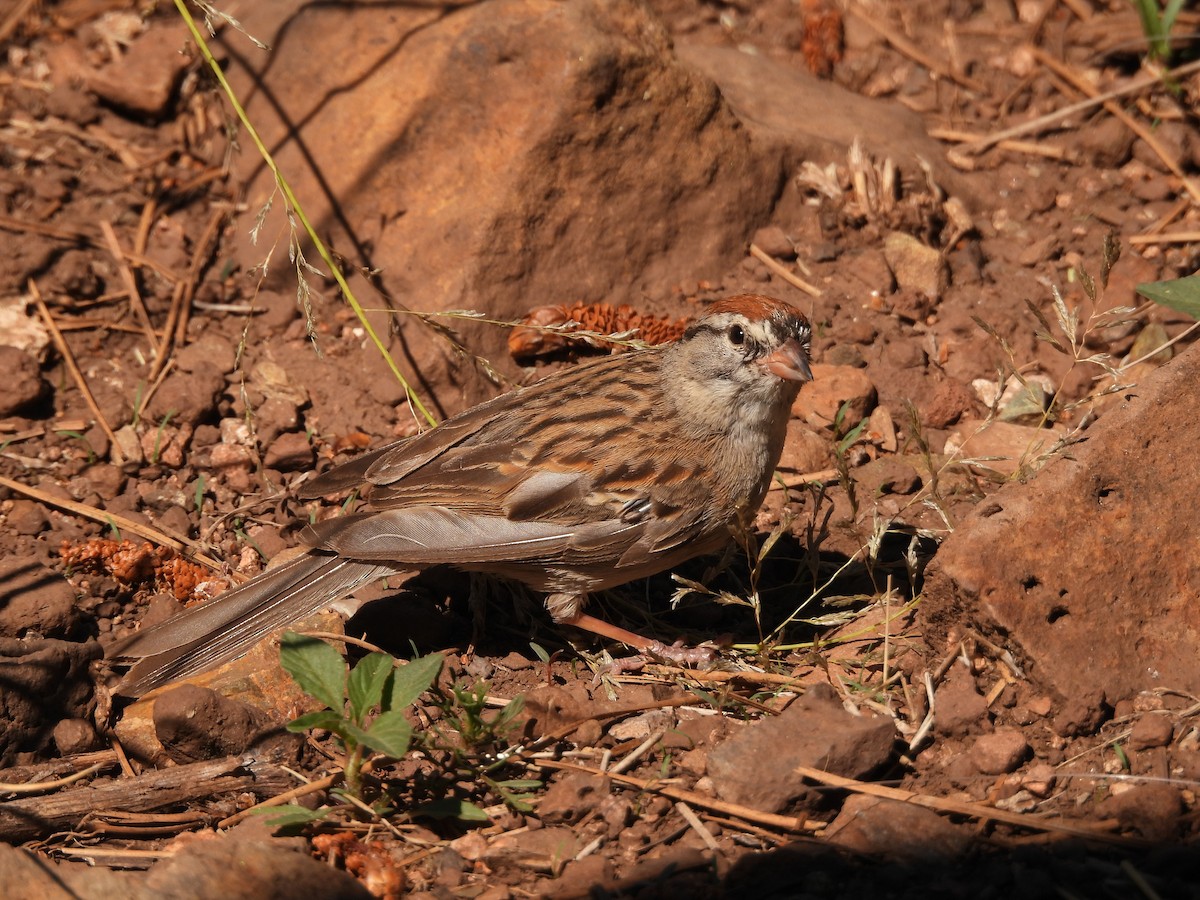 Chipping Sparrow - ML639416943