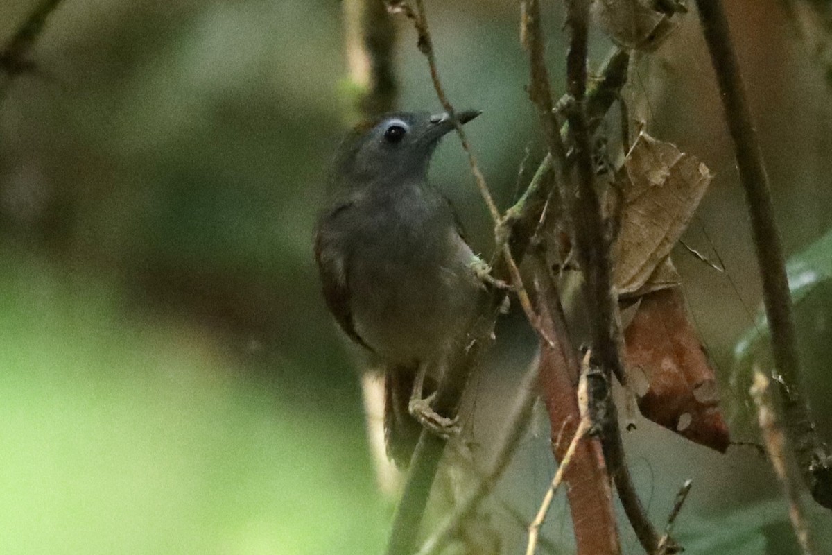 Chestnut-winged Babbler - ML639416986
