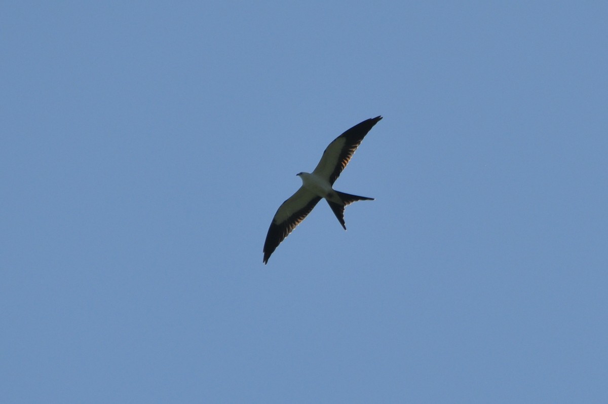 Swallow-tailed Kite - ML639416996