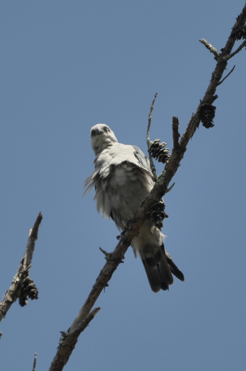 Mississippi Kite - ML639417018