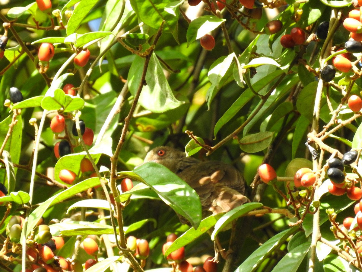 Microtarsus/Rubigula/Pycnonotus sp. - ML639417054