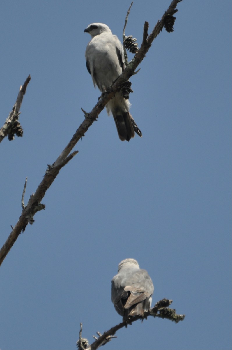 Mississippi Kite - ML639417057