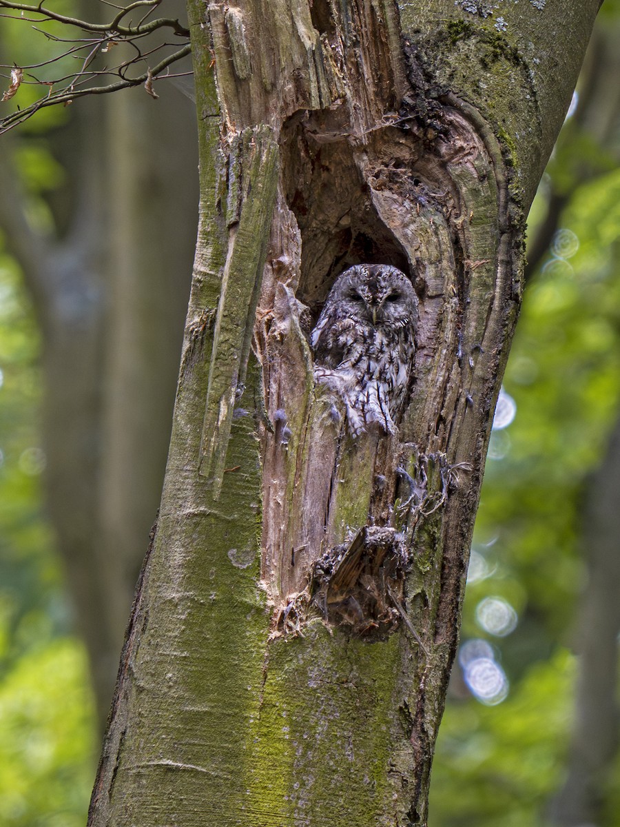 Tawny Owl - ML639417065