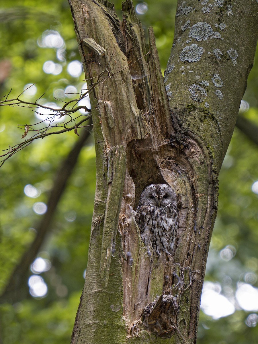 Tawny Owl - ML639417066