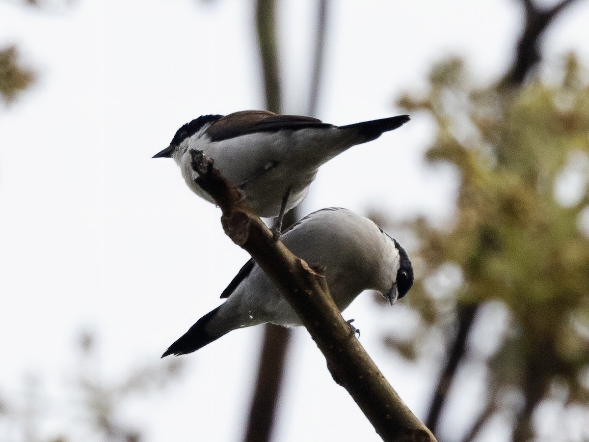 White-breasted Nigrita - ML639417100