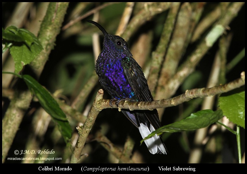 Campyloptère violet - ML639417121