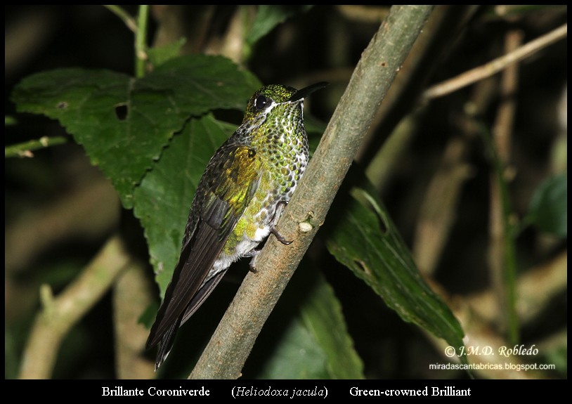 Brillant fer-de-lance - ML639417135