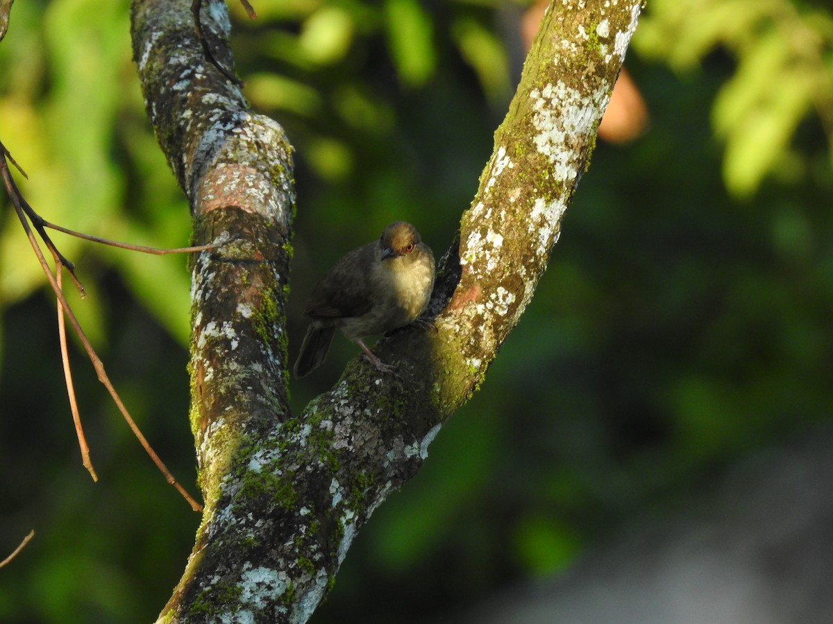 Microtarsus/Rubigula/Pycnonotus sp. - ML639417177