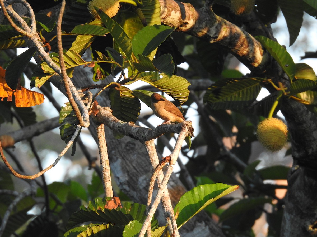 Microtarsus/Rubigula/Pycnonotus sp. - ML639417178