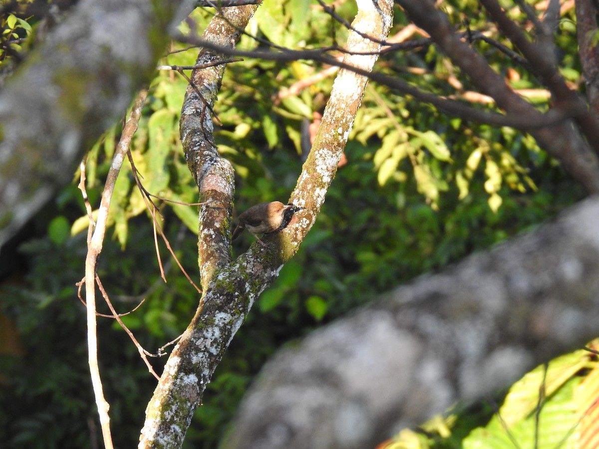 Microtarsus/Rubigula/Pycnonotus sp. - ML639417179