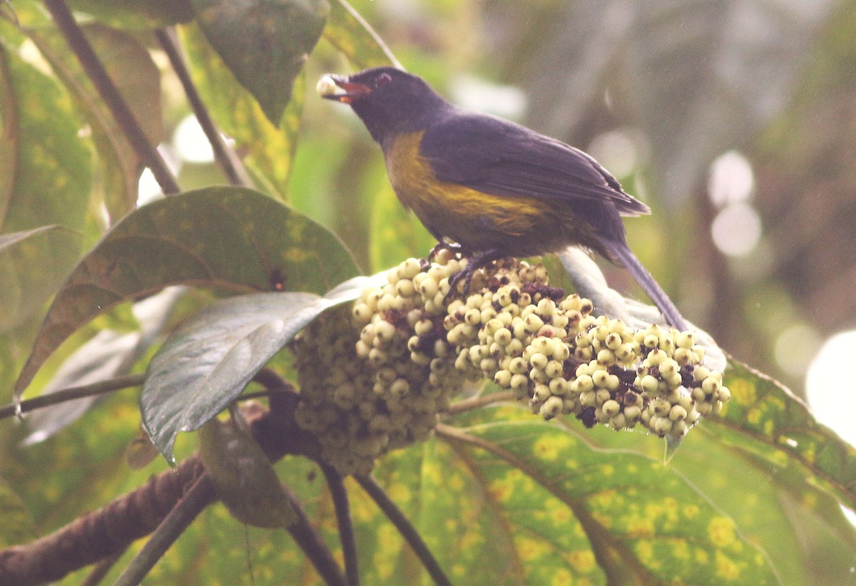 Black-and-yellow Silky-flycatcher - ML639417324