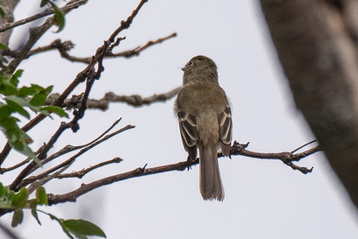 Least Flycatcher - ML639417325