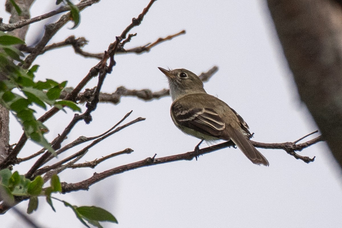 Least Flycatcher - ML639417326