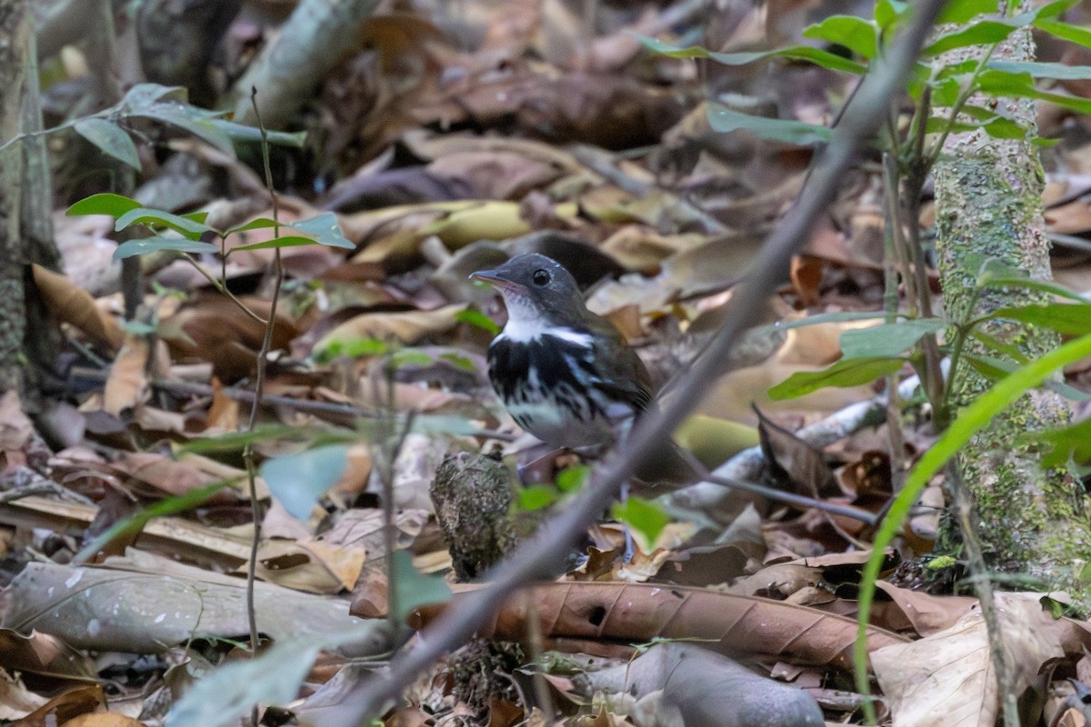 Ringed Antpipit - ML639417454