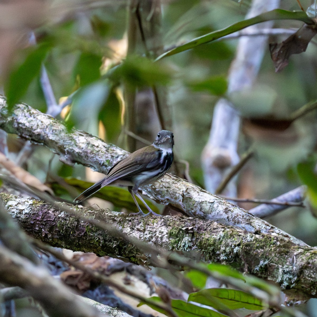 Ringed Antpipit - ML639417474